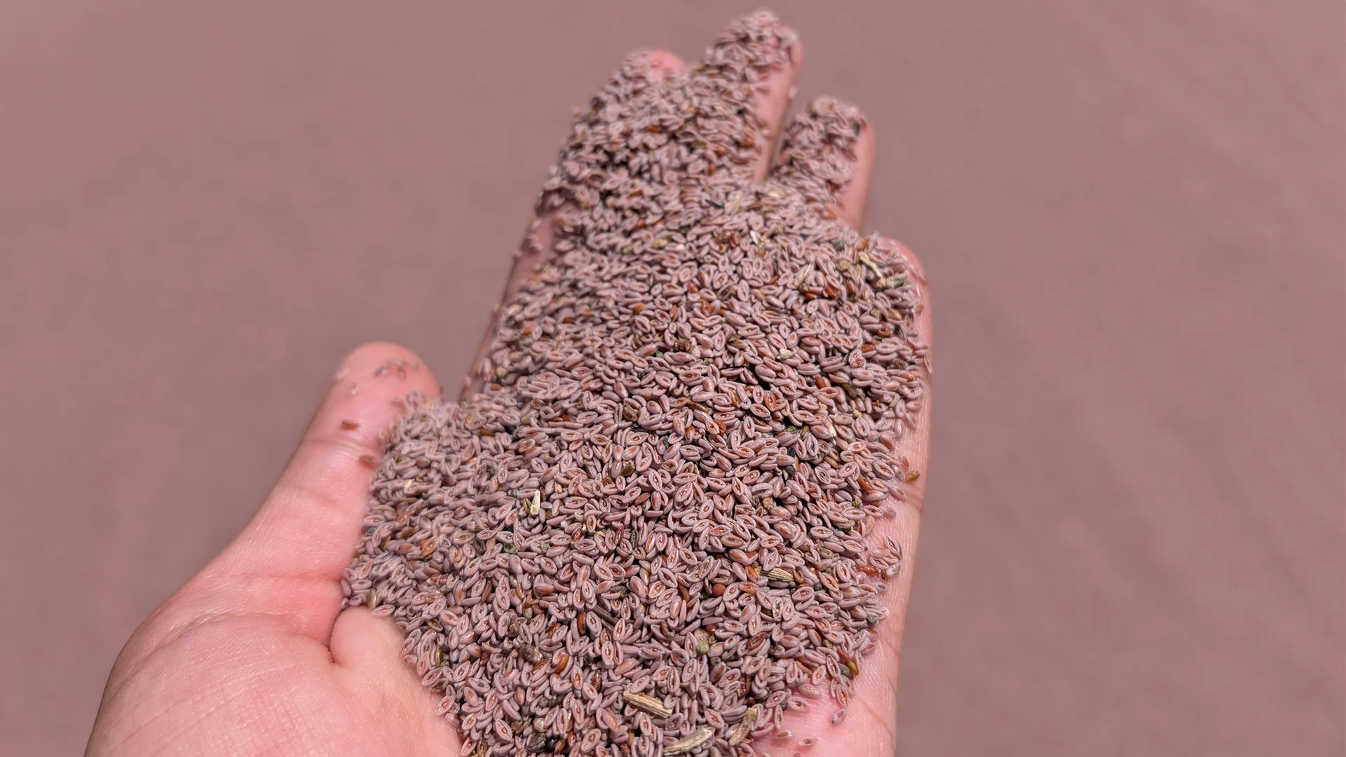 Psyllium Seeds